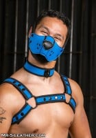 Mr. S Leather Neo Face Muzzle Head Harness