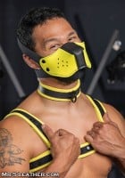 Mr. S Leather Neo Face Muzzle Head Harness